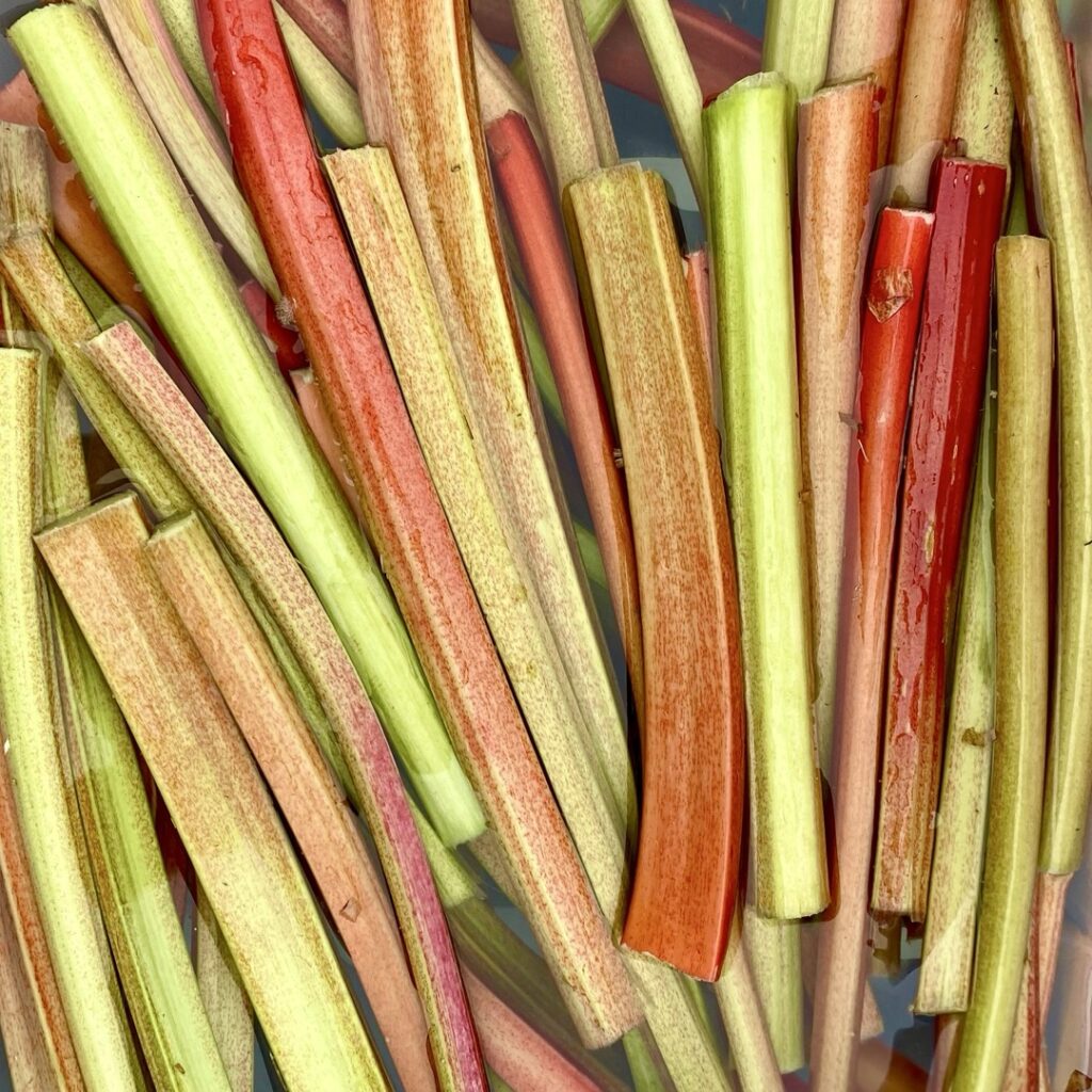 rhubarb the son